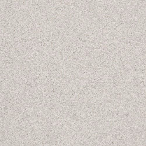 Big Dog — Bichon Frise